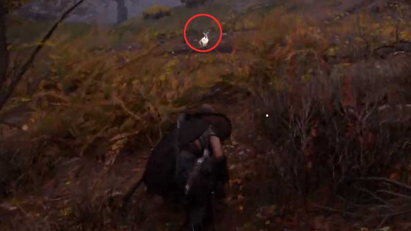 hares-foot-location-assassins-creed-valhalla