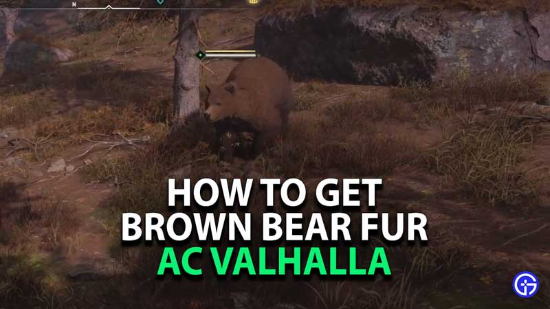 where-to-find-get-brown-bear-fur-assassins-creed-valhalla